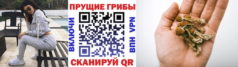 Псилоцибиновые грибы MAGIC MUSHROOMS Купить Дмитриев